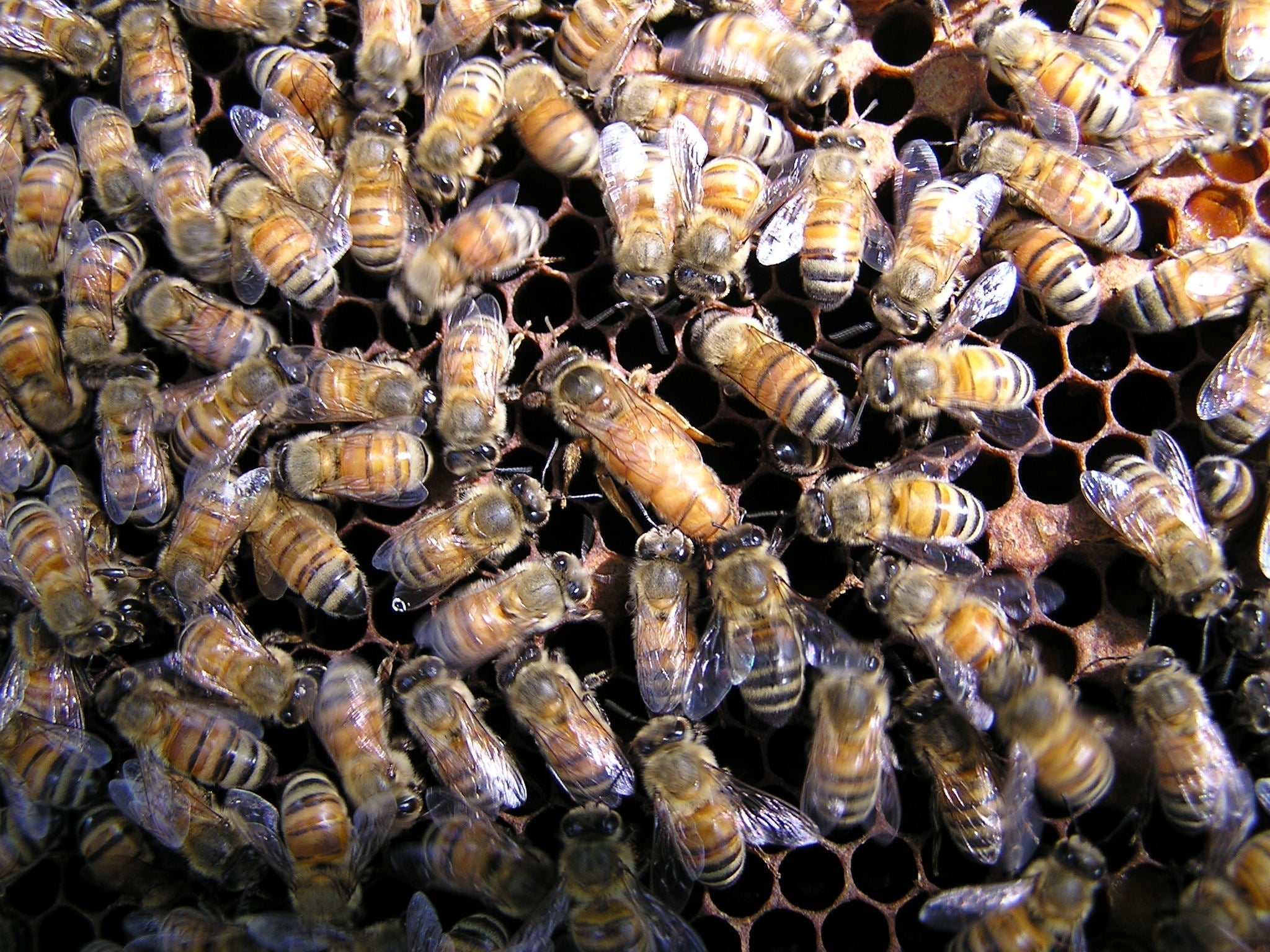 Honey Help With Weight Management and Increase Appetite-Regulating Hormones!
