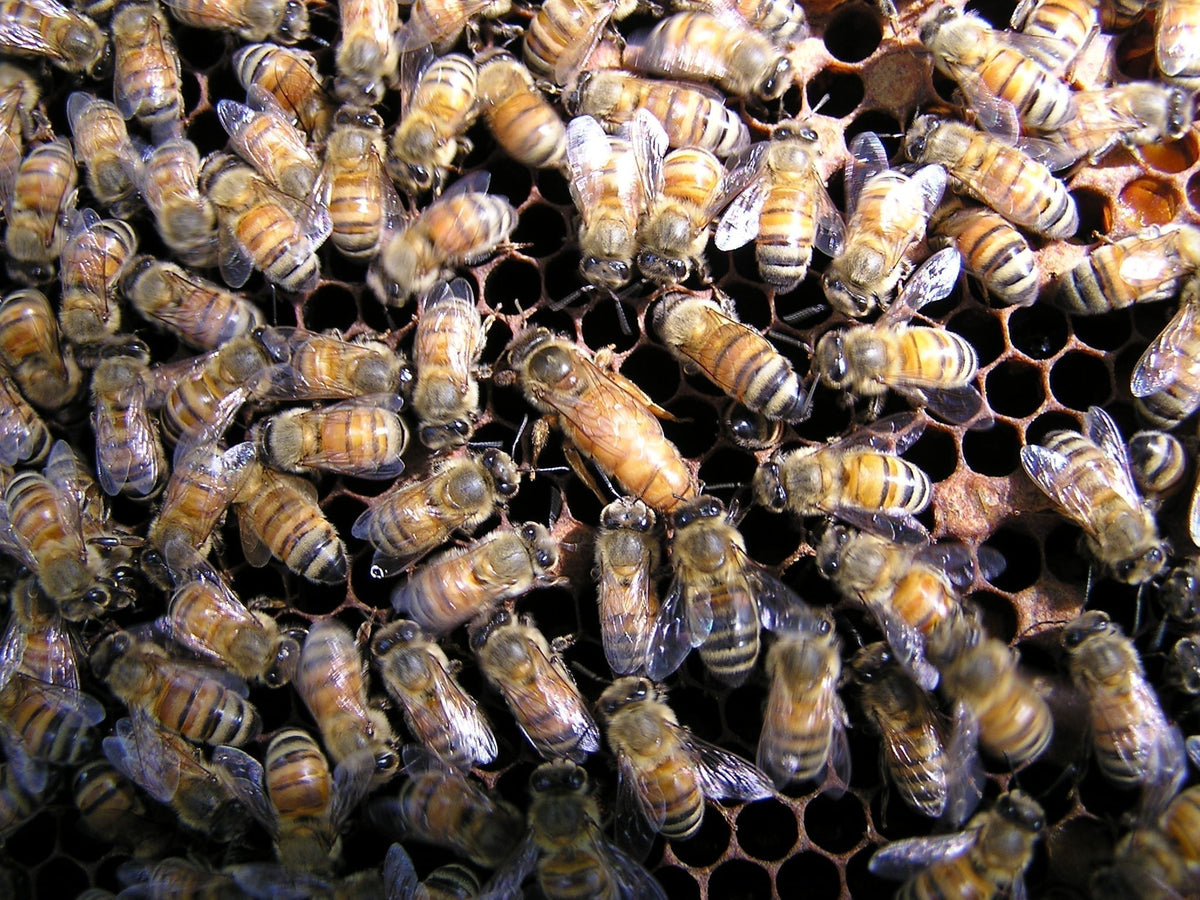 Honey Help With Weight Management and Increase Appetite-Regulating Hormones!