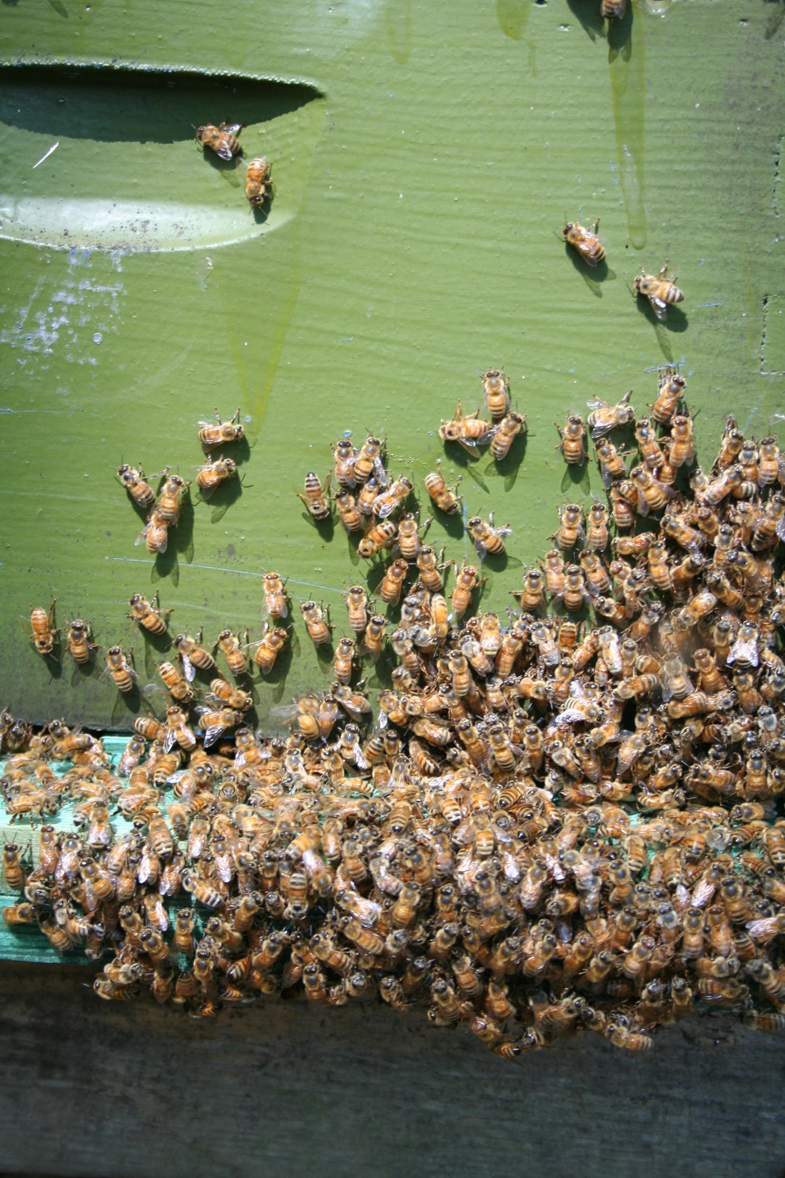 Raw honey has anti-diabetic effects that can improve glycemic control and metabolism disorder. Speak with your health provider