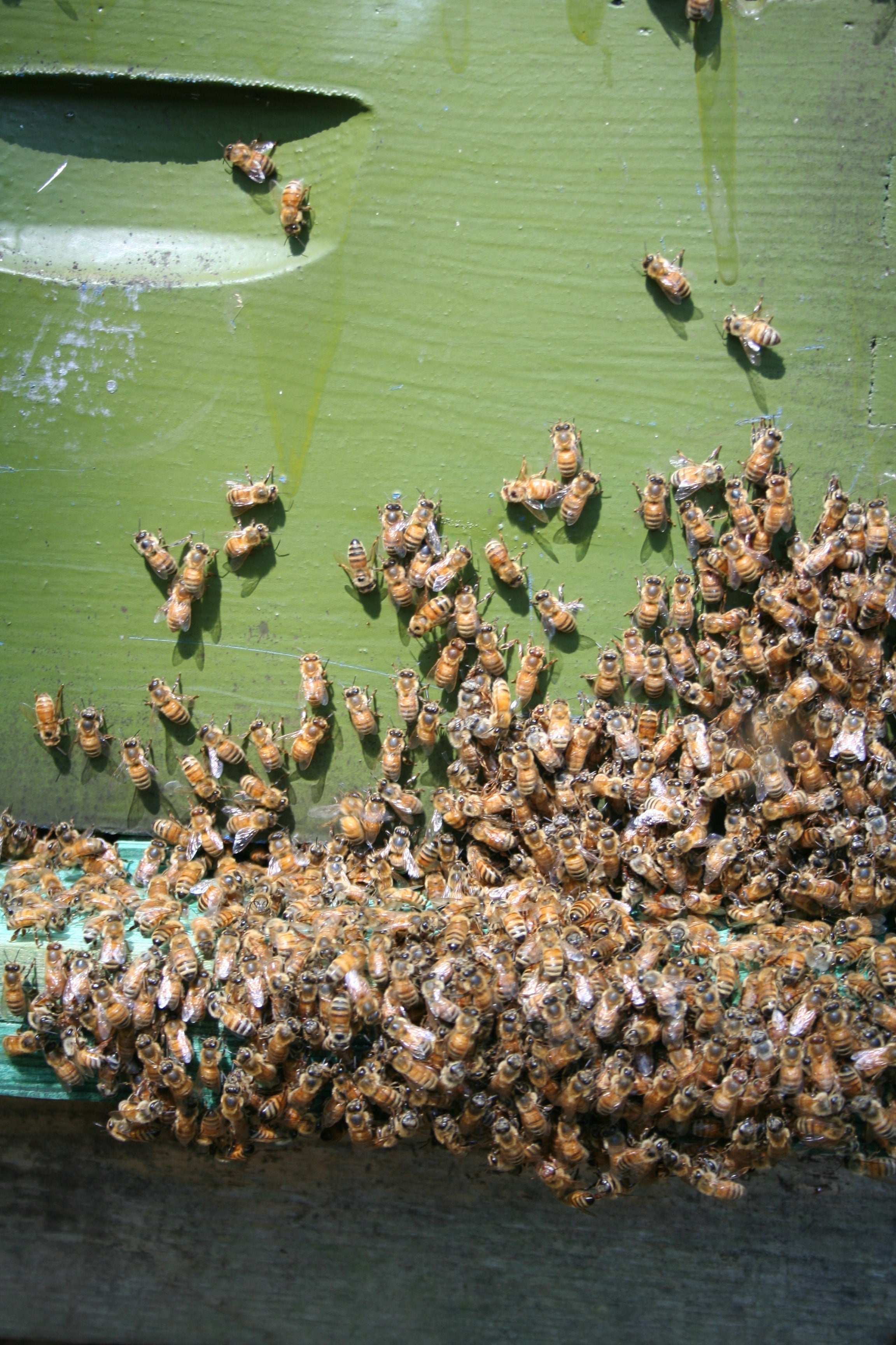 Raw honey has anti-diabetic effects that can improve glycemic control and metabolism disorder. Speak with your health provider